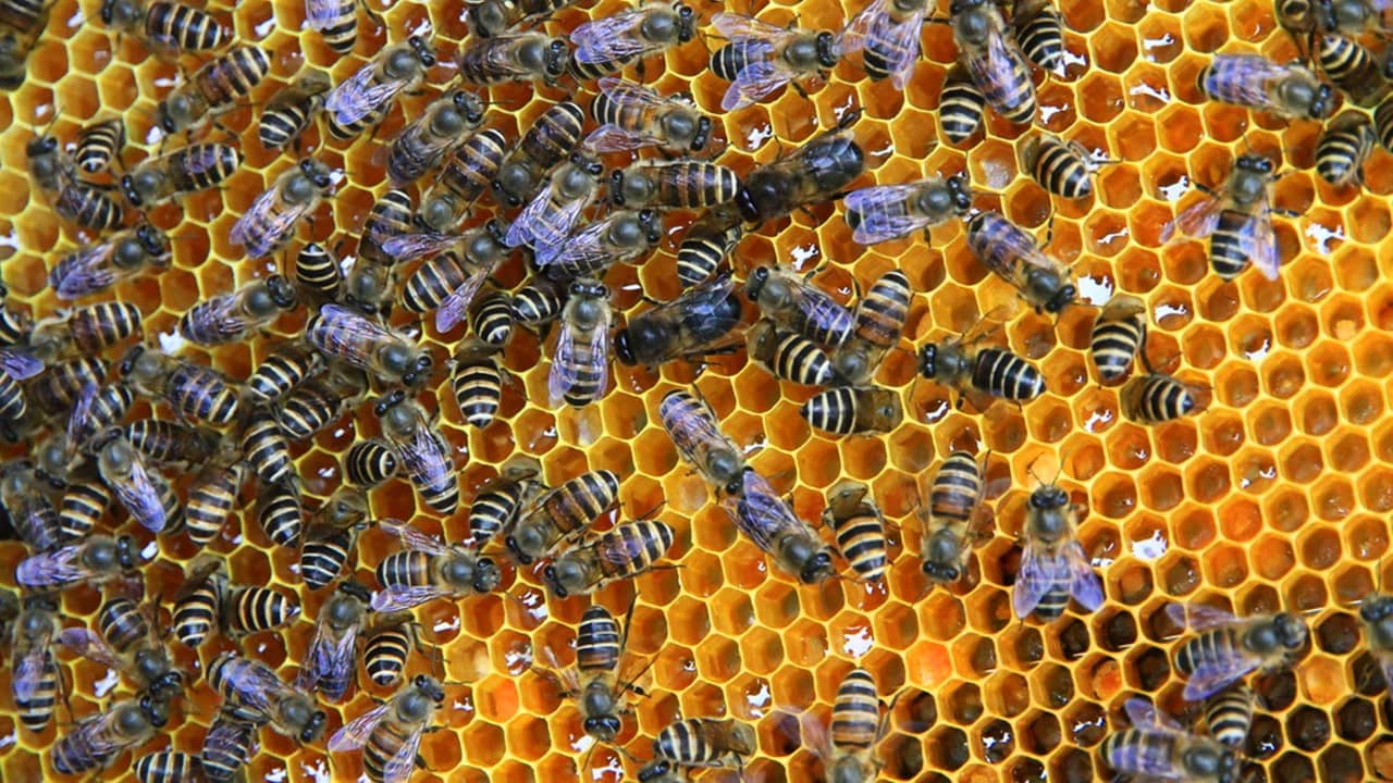 How to Increase the Honey Production of Chinese Honeybees?
