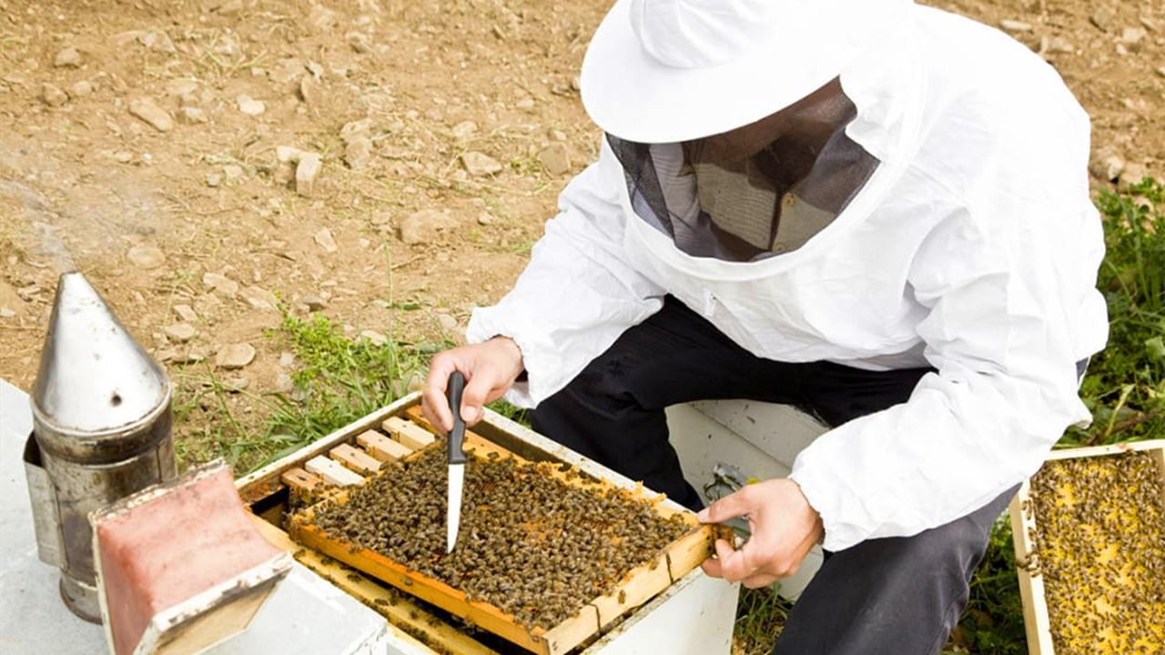 Three Essential Skills For Successfully Raising Italian Bees