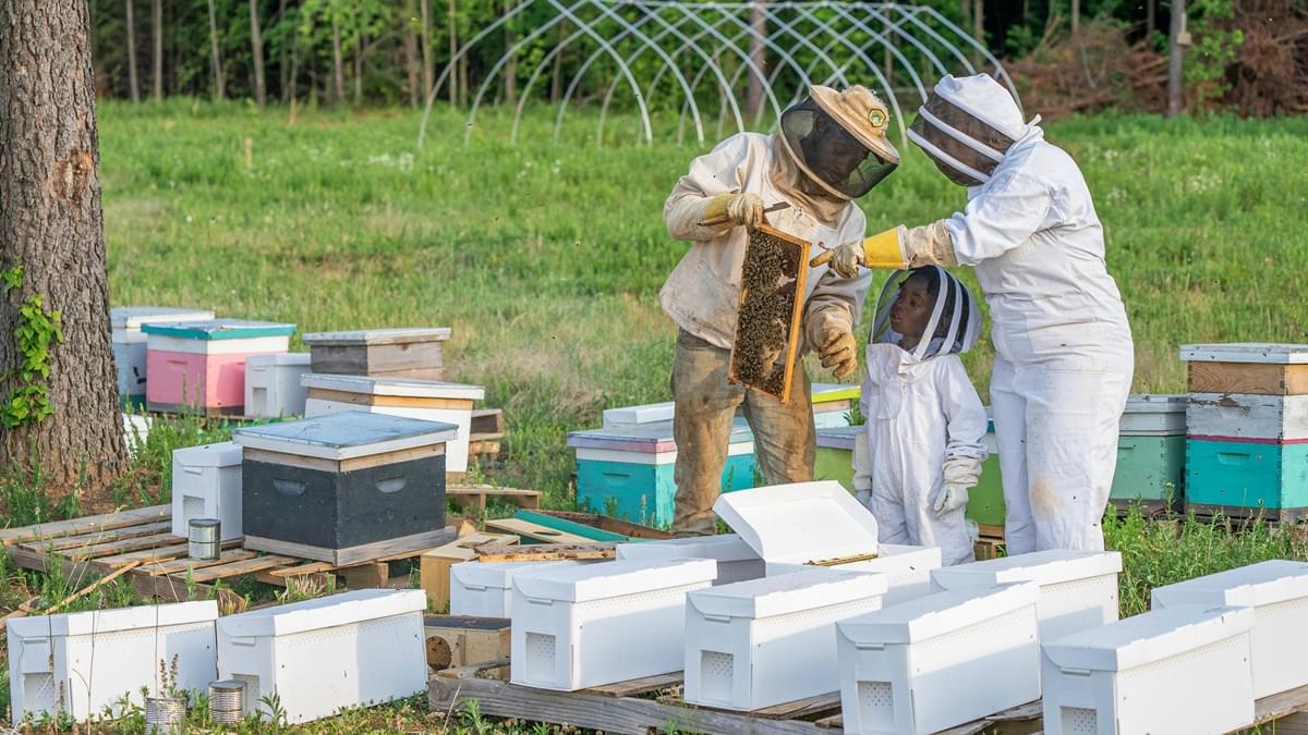 نصائح تربية النحل: توسيع خليتك بثلاث خطوات مجربة