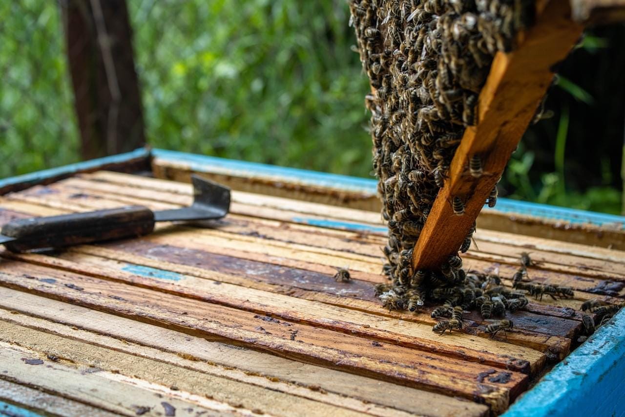 Delee Beekeeping: Optimizing Honey Production with Premium Beehives and Tools