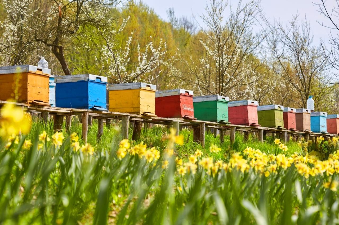 Çin'de Arıcılığın Yolculuğu