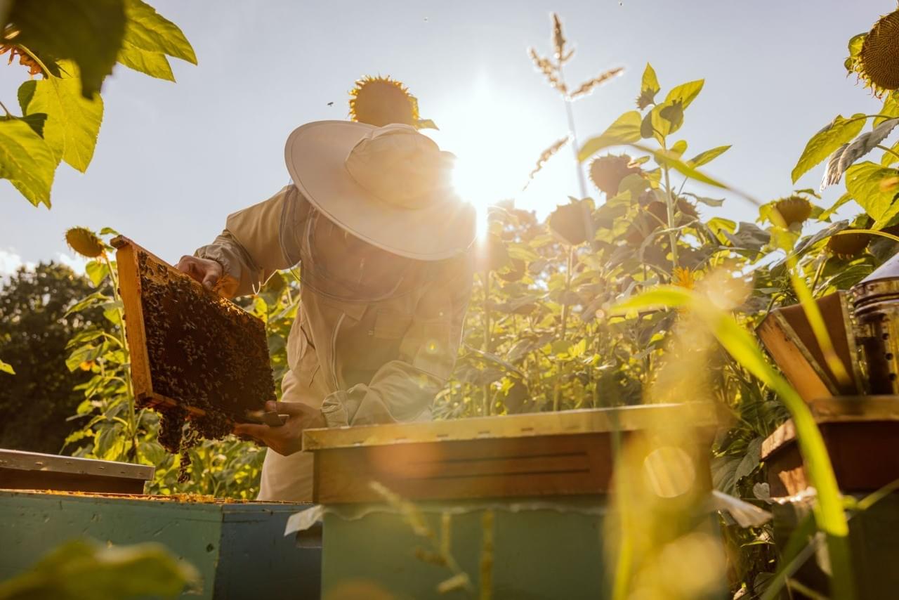 Yeni Başlayanlar İçin Arıcılıkta Kaçınılması Gereken En Önemli 6 Hata